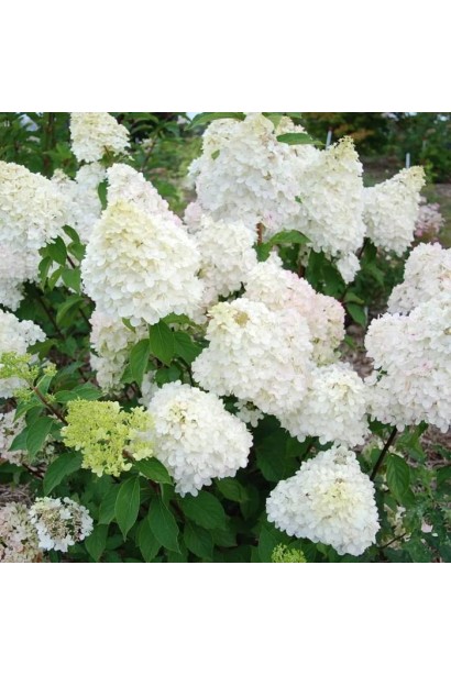 Белые цветы гортензии Диамантино 